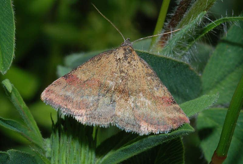 Due Noctuidae da conf.